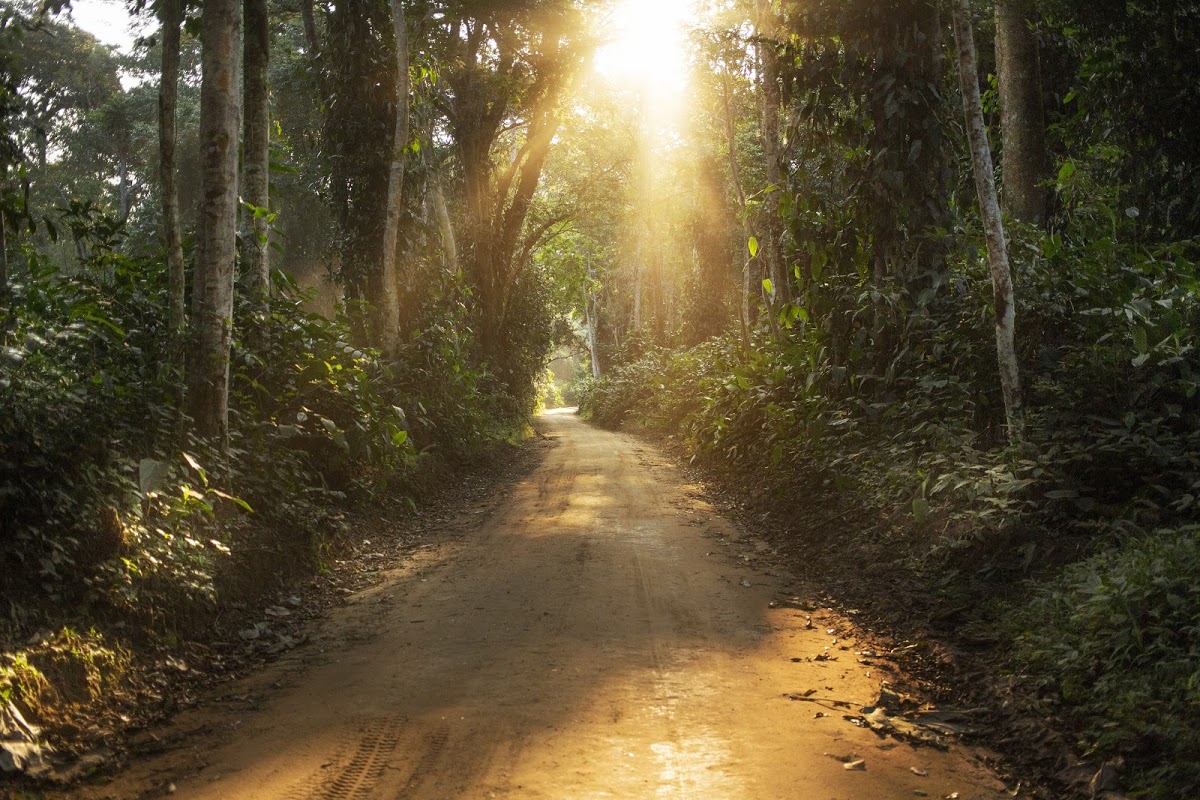 Bwindi_Ouganda_forest Bwindi in Uganda