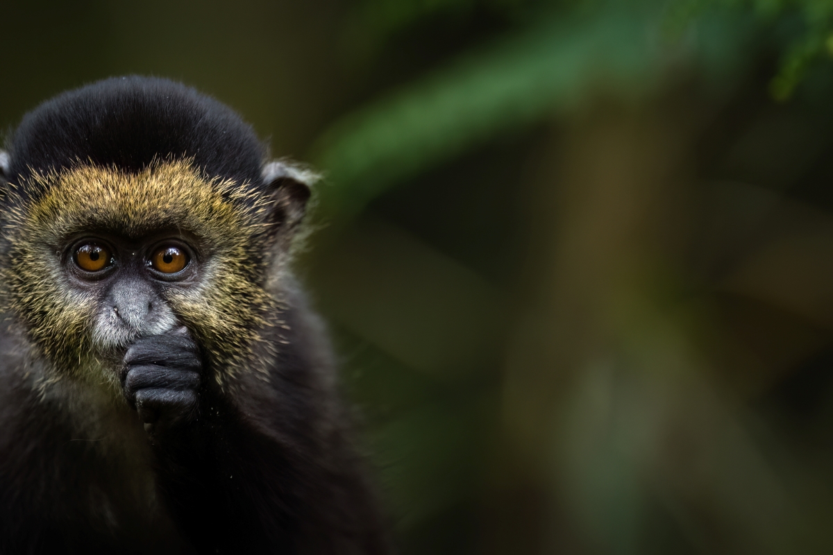 Singita_Kwitonda_Lodge_wildlife_golden_monkey_ross_couper Golden monkey close-up