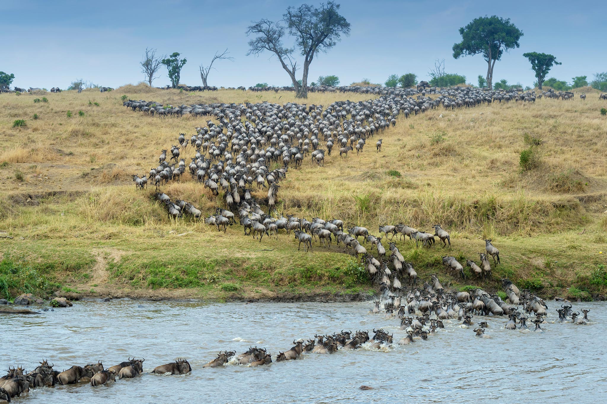 herd-crossing-the-mara-river-during-the-great-migration-AdobeStock_482574252 herd crossing the Mara river during the great migration