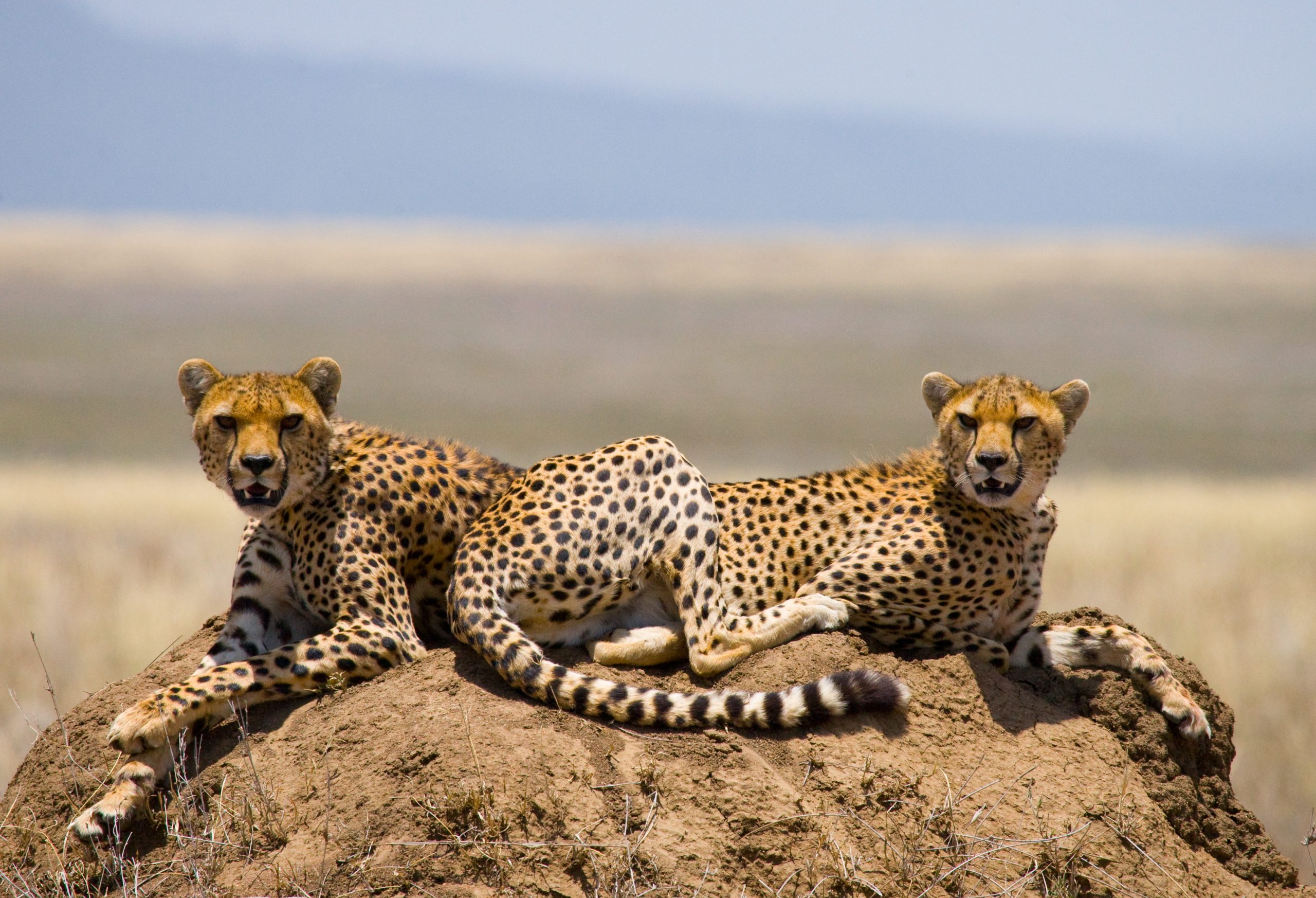 two-cheetahs-on-anthill two cheetahs on anthill