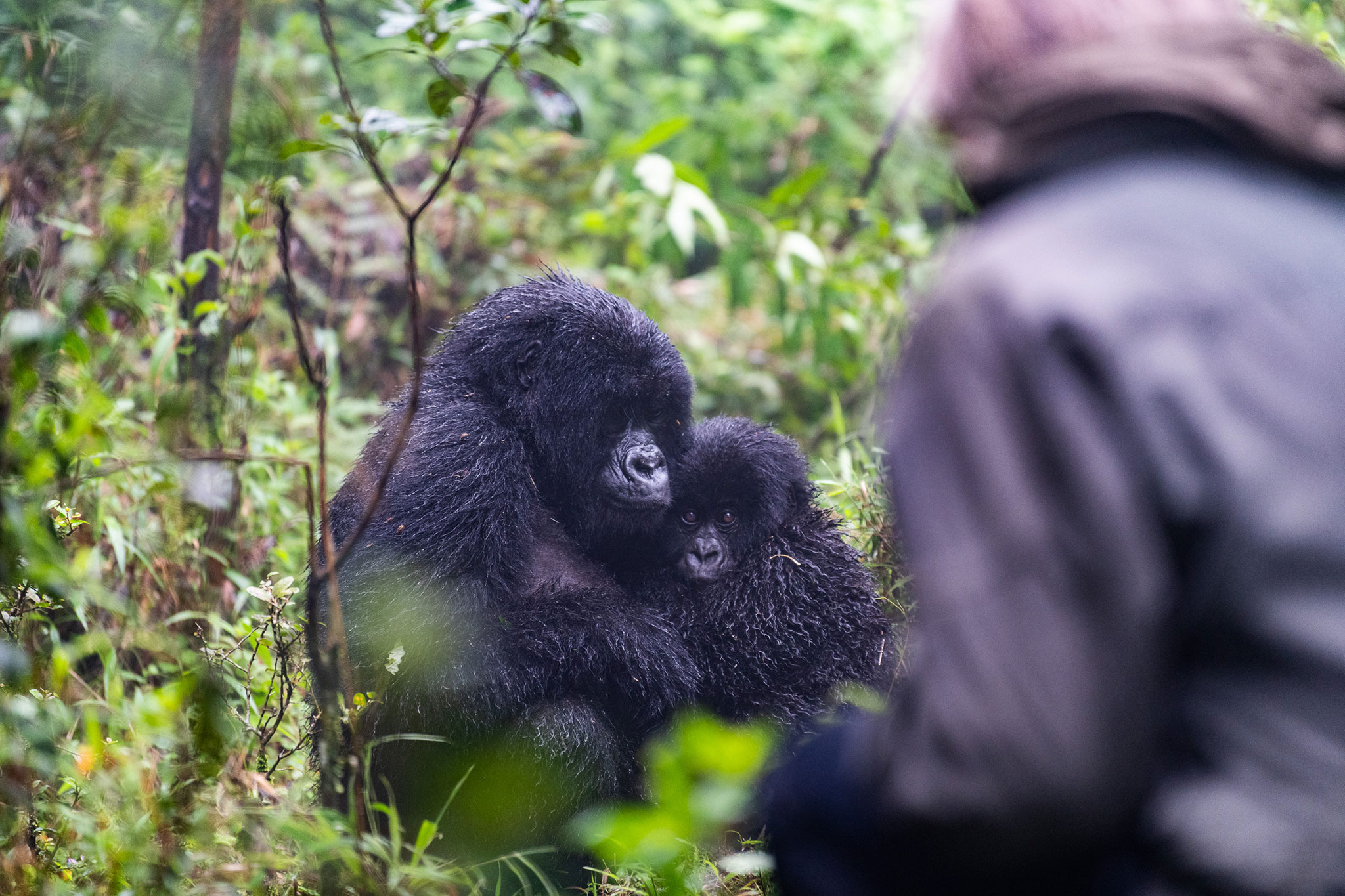wilderness-sabyinyo-gorilla-tracking-02 Watching family interactions between gorillas is enthralling.